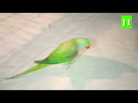 Parrot Pinjre se bahar gum rahe hai Part 3 Date 29-12-2022