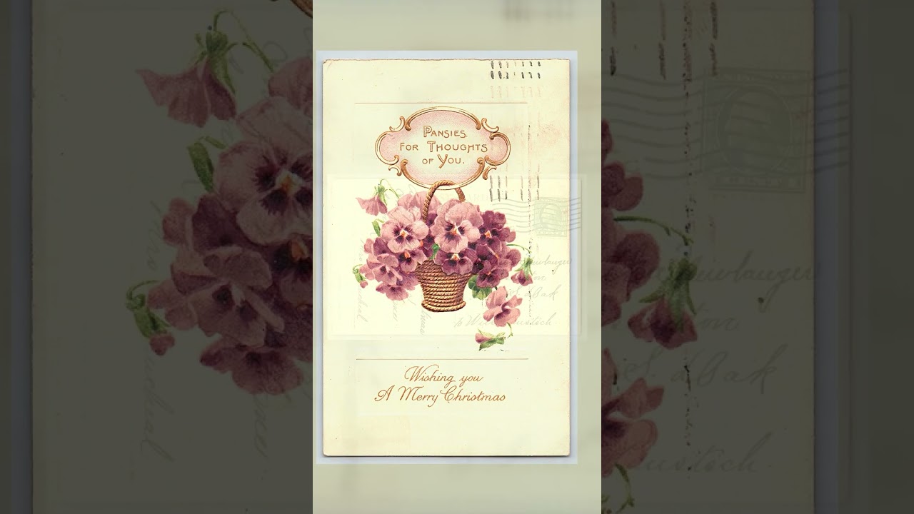 Pansies Christmas Postcard, Divided Back, Louisville KY, 1912 Video