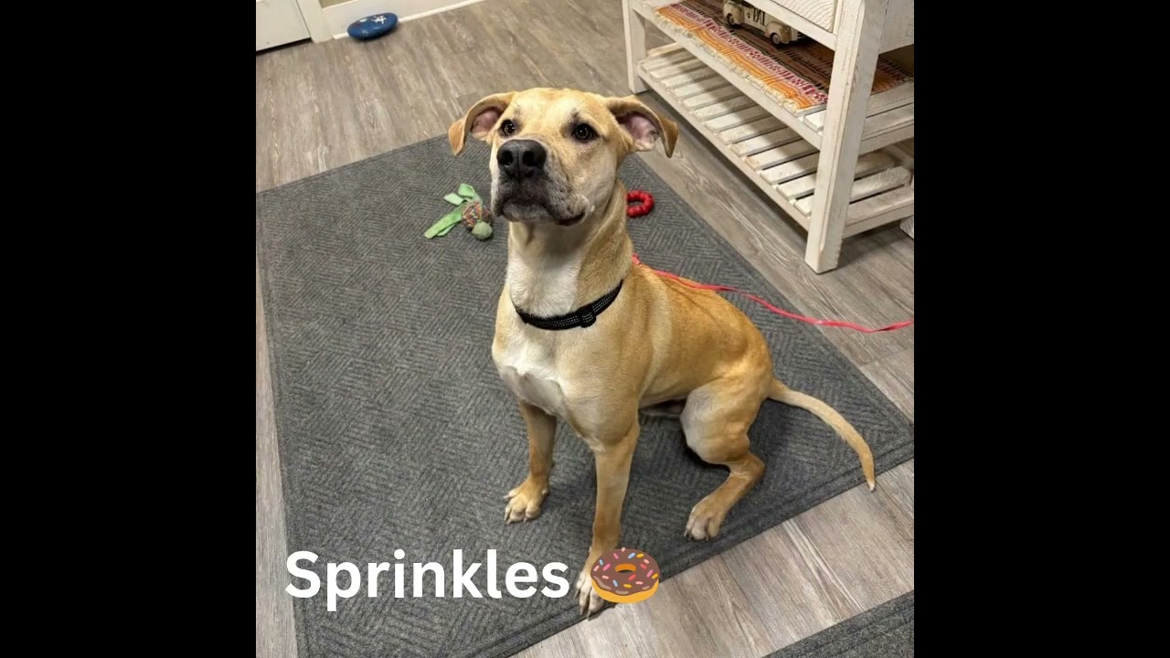 Enlarge Sprinkles, a Adoptable Mixed Breed in Emmett, ID video 4/4