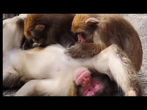 Rebrands and Merkins