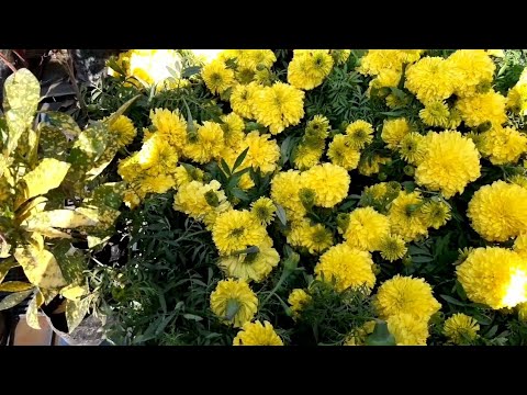 Nursery visit with rates. 🌺🌺