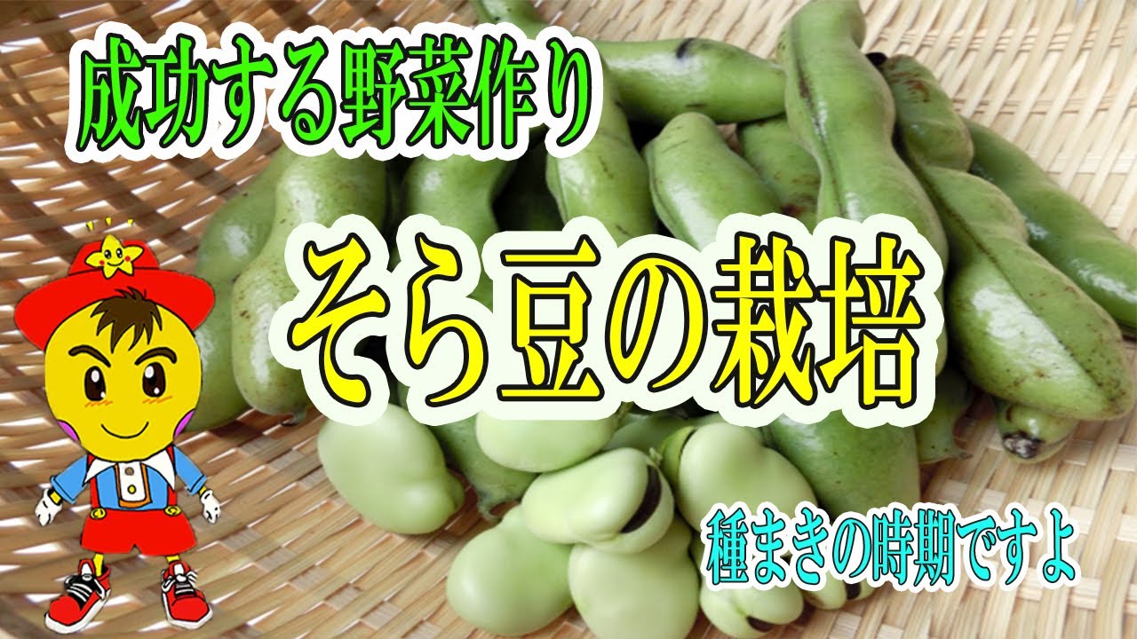 自然栽培におけるそら豆の育て方|種まき時期・栽培のコツと自家採種の力