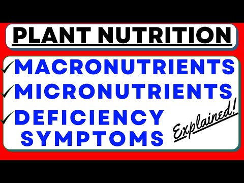 , title : 'Plant Mineral Nutrition | Deficiency Symptoms | Hydroponics | Soil Conservation | NEET Biology'