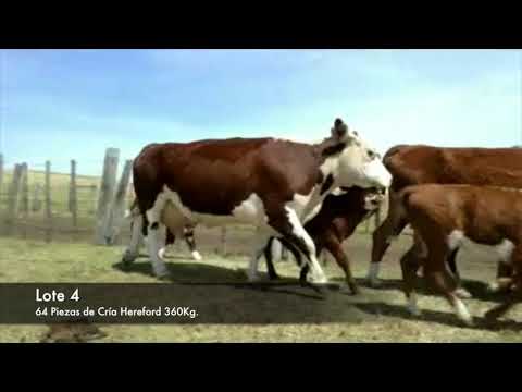 Lote 64 Piezas de cría Hereford 360kg -  en Establecimiento las Delicias - Paraje la Bolsa, ruta 30 km 176. entra al sur 8 km.
