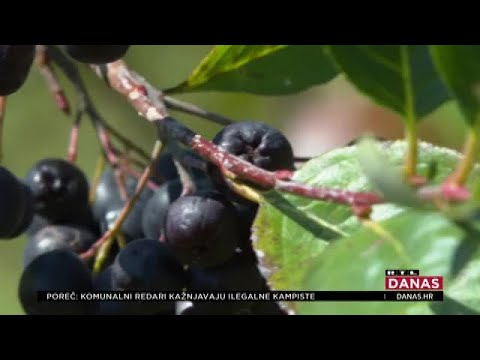 Počela berba najmoćnije biljke na svijetu, cijena ide i do 7 eura za kilu | RTL Danas