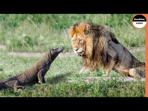Even Lion Cant Survive A Komodo Dragon Attack