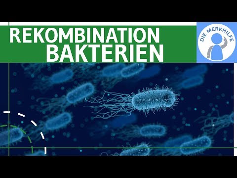 Rekombination bei Bakterien - Transduktion, Transformation & Konjugation einfach erklärt - Genetik