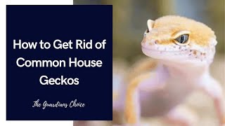 How to Get Rid of Common House Geckos | The Guardians Choice