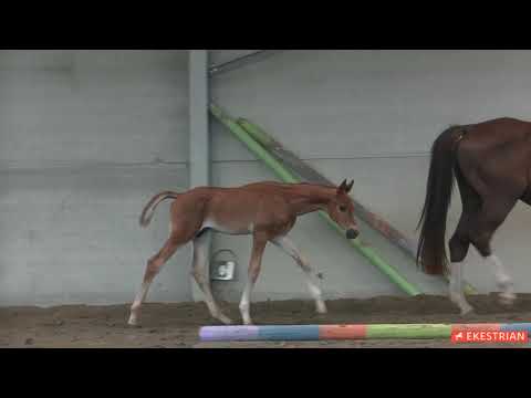 Lot 12 - Colt - Bonds x Klarice Ballante (by Furst Romancier)