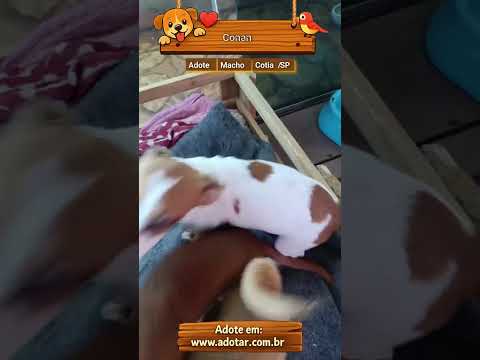 Vídeo de Conan