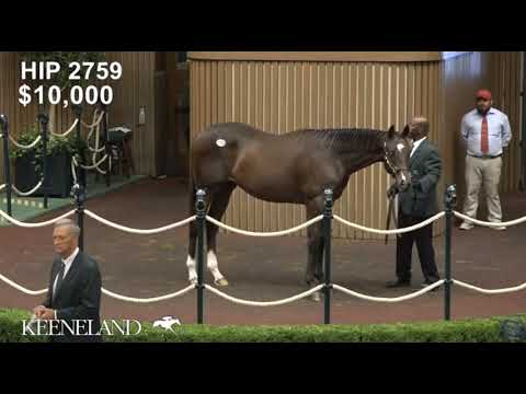 HIP#2759 Essential Quality   Dixie Serenade Colt