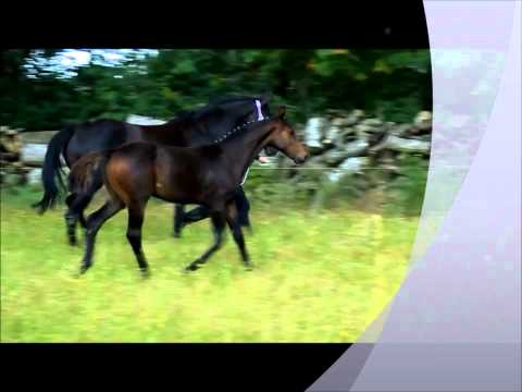 Hengstfohlen Desiderio Samarant