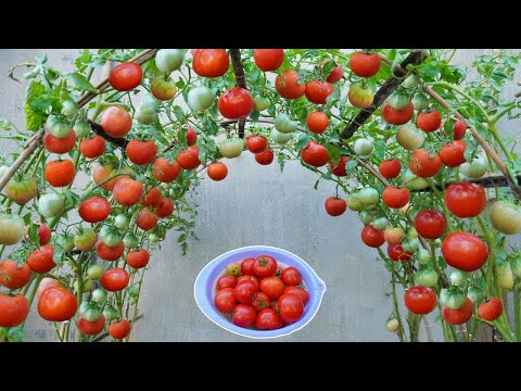Wish I knew this method of growing tomatoes sooner Many large and succulent fruits