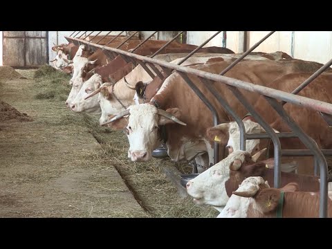 Imamo rešenje ep. 142 21.02.2022. Genomska selekcija u stočarstvu