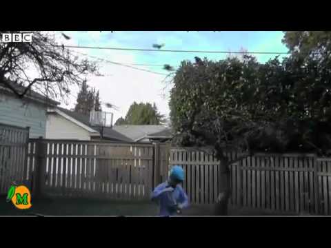 Garby's Crows Swap Gifts For Feed