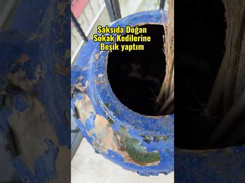 Kapımızın önünde doğan kedilere Beşik yaptık