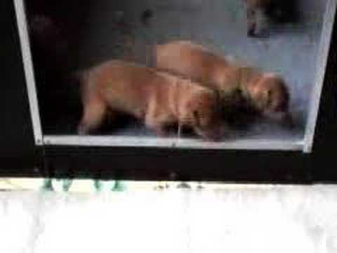 Habiba's puppies 27 October 2007, #3