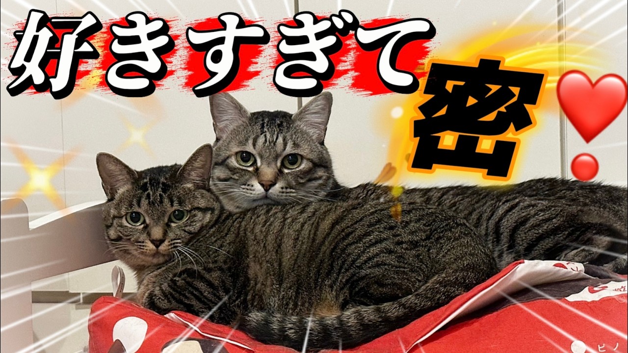 密着‼️先住猫ピノを好きすぎる保護猫マリー可愛すぎるねん❣️ナデナデチャレンジ！パパさん愛よ！届け❤️