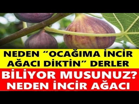 Evinize Yakın İncir Ağacı Varsa Dikkat BAKIN NEYE SEBEP OLUYORMUŞ!