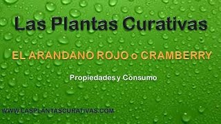 preview picture of video 'EL ARÁNDANO ROJO o CRAMBERRY – PROPIEDADES, BENEFICIOS Y USOS – LAS PLANTAS CURATIVAS'