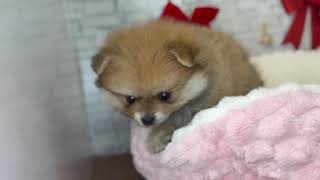 ポメラニアンの動画01