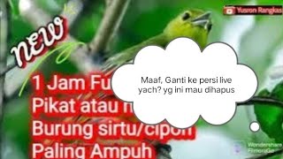 Download lagu Pikat atau masteran burung cipoh paling ampuh, Suara Pedas @yusron_kicau mp3