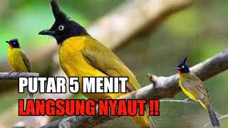 Download lagu Kutilang Emas Gacor !! Suara Jernih 5 Menit Saja Dijamin Nyaut Ampuh Boss!! mp3 Download lagu Kutilang Emas Gacor !! Suara Jernih 5 Menit Saja Dijamin Nyaut Ampuh Boss!! mp3