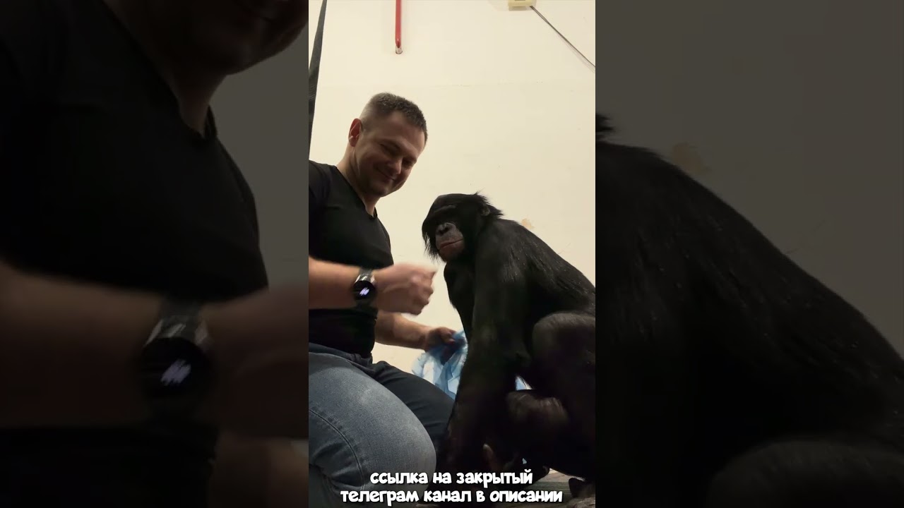 Как Развлекается Шимпанзе Боня После Репетиции в Алматинском Цирке?