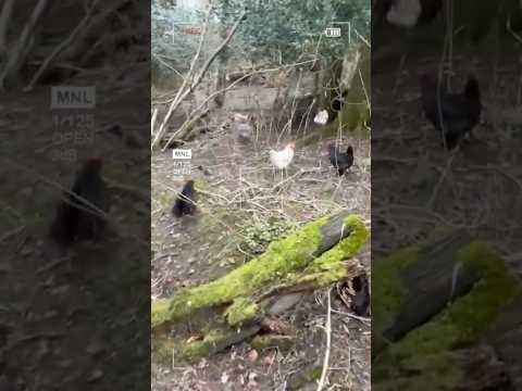 Some top secret chicken surveilance as they snuck off to the woods #chicken #chickenfluencer