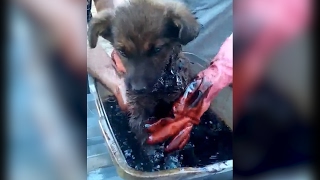  НЕ СПАСЛИ. ЩЕНКОВ БРОСИЛИ УМИРАТЬ В БОЧКЕ С МАЗУТОМ