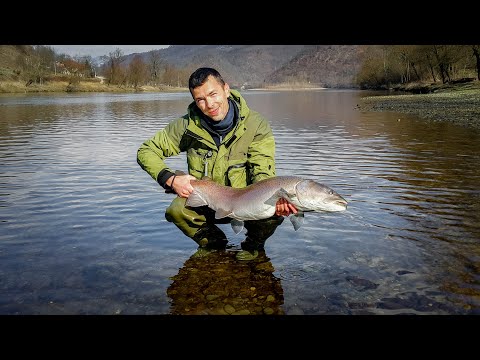 99 cm Of Pure Beauty - Mladica na Drini - Huchen