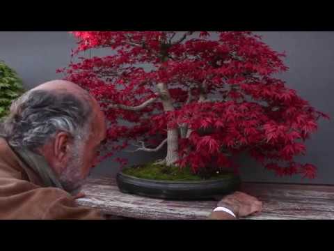 Luis Vallejo Bonsai garden