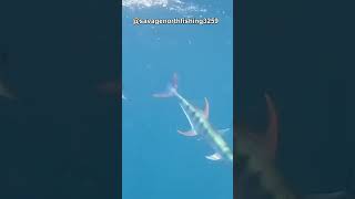 Download lagu Bagaimana Ikan Jarum Menyerang mp3