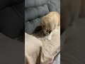 Jesus Me Pedoa Viralvideo Goldenretriever Pets Shorts Marvel Goldenretriever