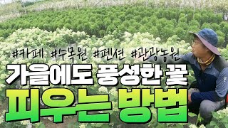 1년에 2번 피고, 가을에 피는 수국이 있다 !? 그 노하우를 전격 공개 합니다. [대림묘목농원_아나벨 수국…