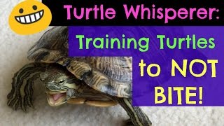 Turtle Adventures: Turtle Whisperer - Training Turtles to NOT BITE!