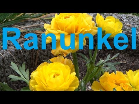 , title : 'Ranunkel Pflege Gießen Standort Düngen Blüte vermehren überwintern Ranunculus asiaticus'