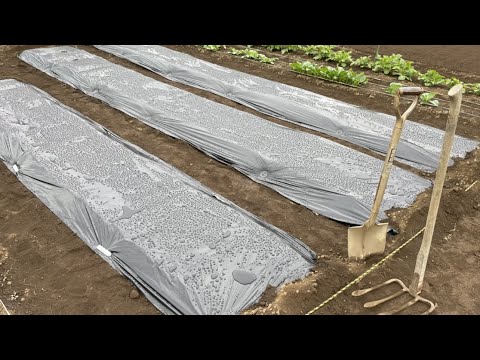 夏に家庭菜園にマルチングをするのが良いのはなぜですか?わらの選び方は？  庭園