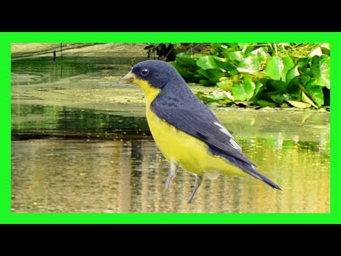 Čížik menší (Spinus psaltria) — starostlivosť, voliéra a kŕmenie