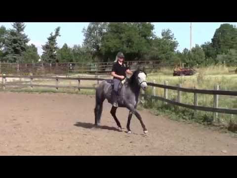 Sabio First Canter Depart Exercise Right Lead