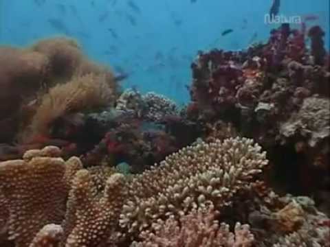 Los Colores del agua Ilusión Ojo de pez