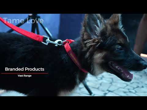 Tame Love Premium Quality Padded Harness and Leash Chest Belt Dog