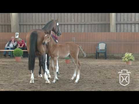 PI111CH Stutfohlen von Dinken - Caretino - Silvester