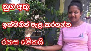 How to propagate a nuga(Ficus Benjamina ) නු�