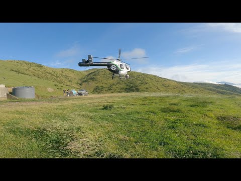 Christchurch Helicopters spraying Gorse and Blackberry. It's expensive, but it works.