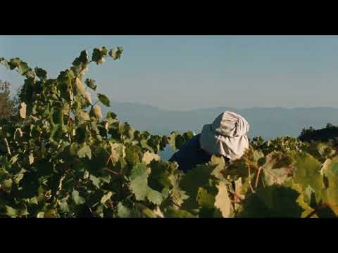 21º Doclisboa | Verdes Anos | Fasolákia | Maximilian Karakatsanis