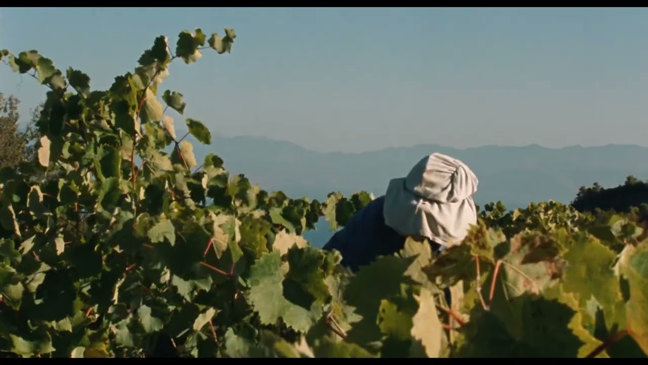 21º Doclisboa | Verdes Anos | Fasolákia | Maximilian Karakatsanis