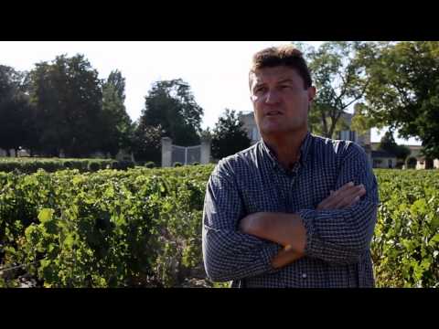 château Gruaud Larose vendange