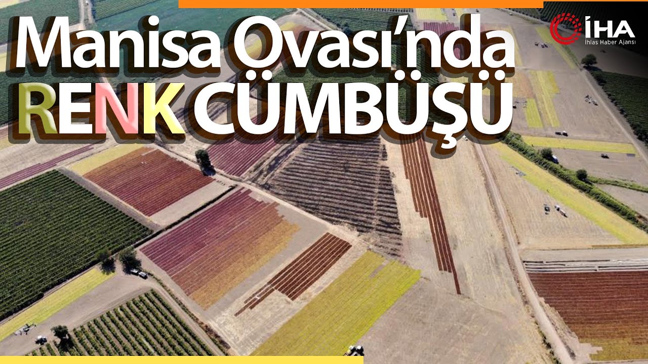 Çekirdeksiz Sultani Üzüm Bağlarında Yoğun Mesai Başladı