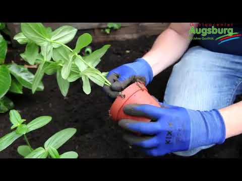 Zinnien - Einpflanzen im Garten